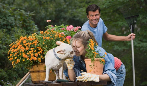 Tips for Gardening With Pets