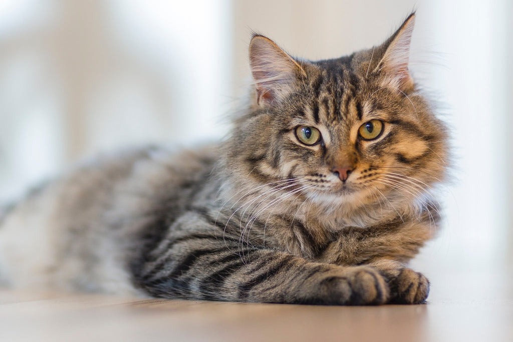 5 Household Items That Could Harm Your Pets