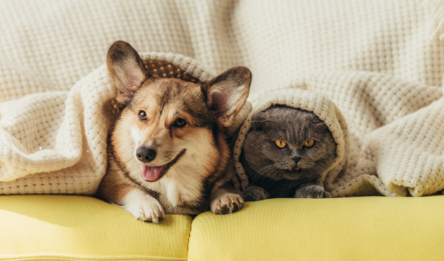 Follow These Steps If Your Pet Has an Anxiety Problem