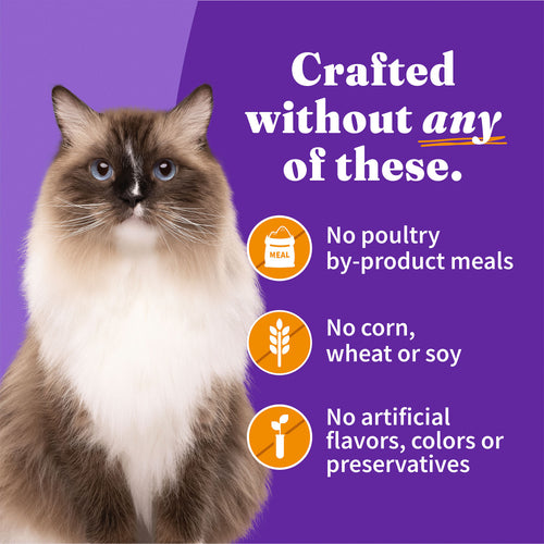 Halo Grain Free Indoor Cat Chicken Pate Canned Cat Food